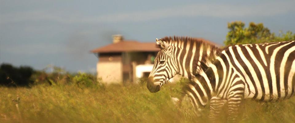 Ol Pejeta Holiday Villas Nanyuki Exteriér fotografie
