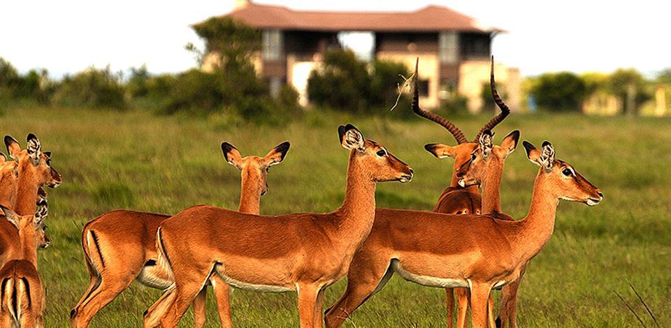 Ol Pejeta Holiday Villas Nanyuki Exteriér fotografie