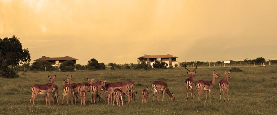 Ol Pejeta Holiday Villas Nanyuki Exteriér fotografie