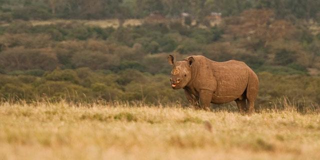 Ol Pejeta Holiday Villas Nanyuki Exteriér fotografie